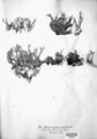 Stereocaulon vesuvianum image